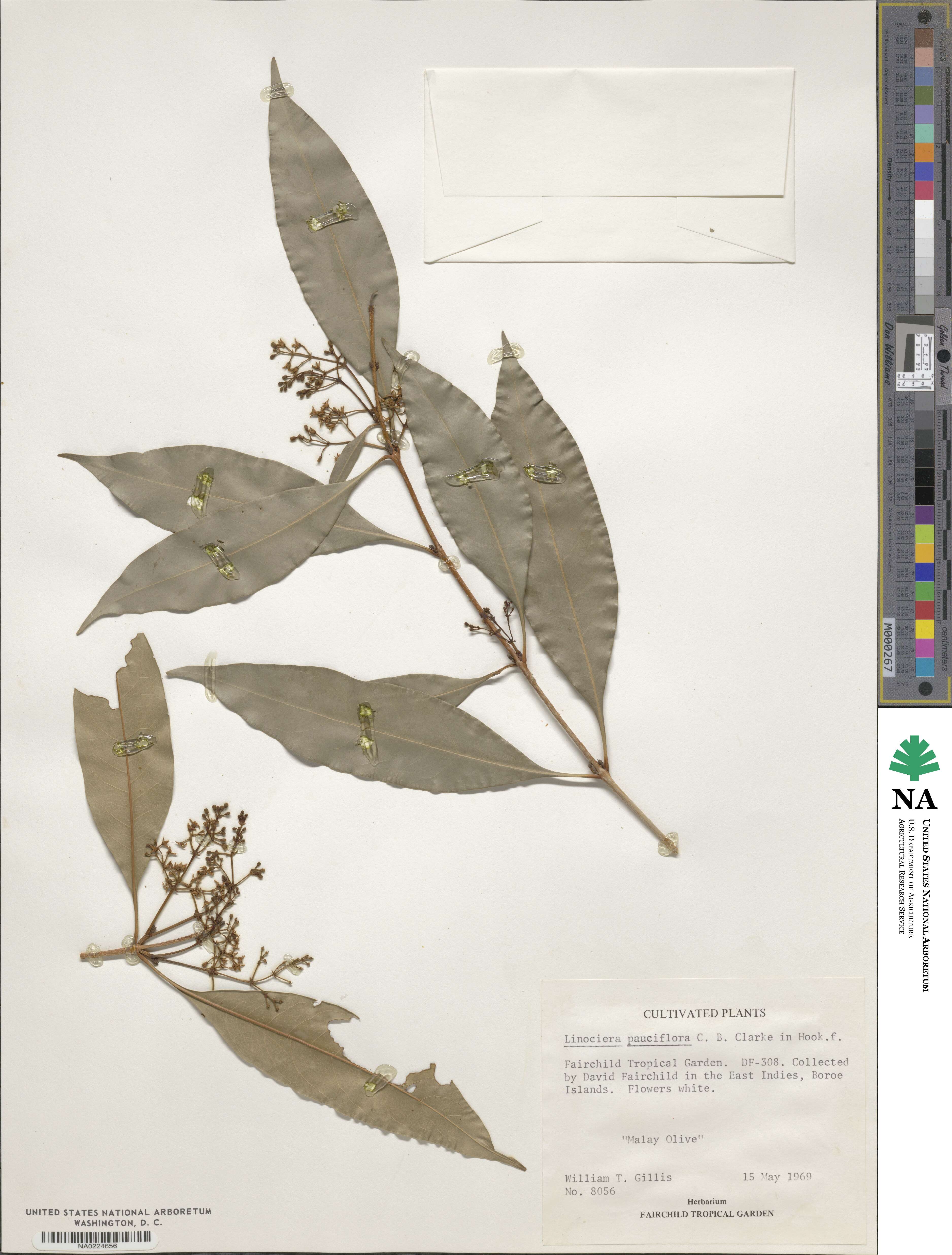 Chionanthus ramiflorus image