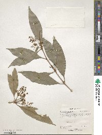 Chionanthus ramiflorus image