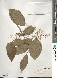 Chionanthus virginicus image