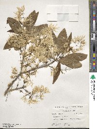 Chionanthus virginicus image