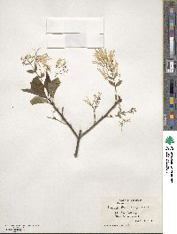 Chionanthus virginicus image