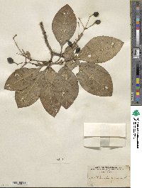 Chionanthus virginicus image