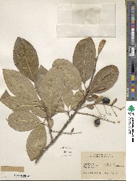 Chionanthus virginicus image