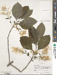 Chionanthus virginicus image