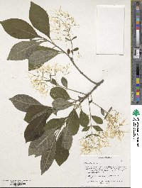 Chionanthus virginicus image