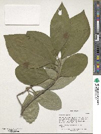 Chionanthus virginicus image