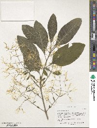 Chionanthus virginicus image