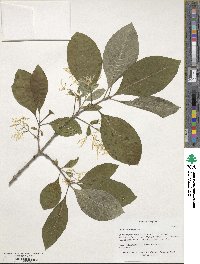 Chionanthus virginicus image