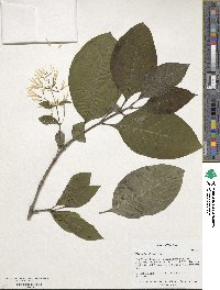 Chionanthus virginicus image