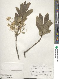 Chionanthus virginicus image