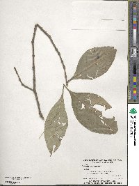 Chionanthus virginicus image