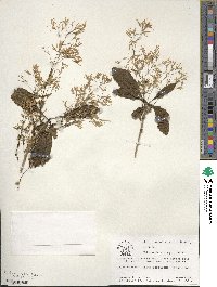 Chionanthus virginicus image