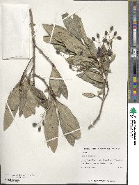 Chionanthus virginicus image