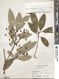 Chionanthus virginicus image