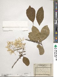 Chionanthus virginicus image