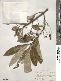 Chionanthus virginicus image