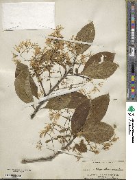 Chionanthus virginicus image