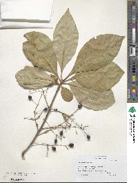 Chionanthus virginicus image