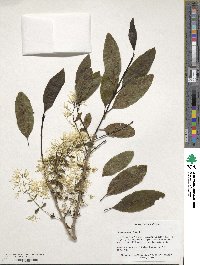 Chionanthus virginicus image