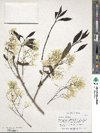 Chionanthus virginicus image