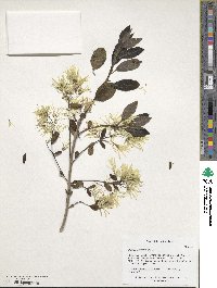 Chionanthus virginicus image