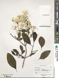 Chionanthus virginicus image