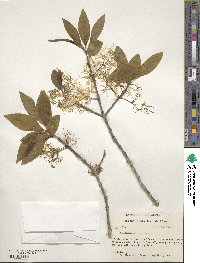 Chionanthus virginicus image