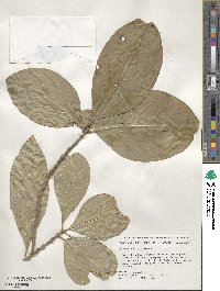 Chionanthus virginicus image