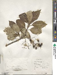 Chionanthus virginicus image