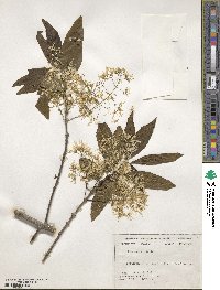 Chionanthus virginicus image