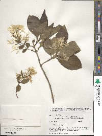 Chionanthus virginicus image