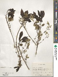 Chionanthus virginicus image