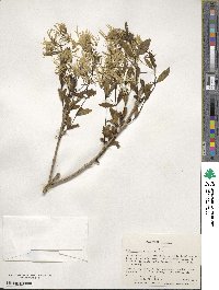 Chionanthus virginicus image