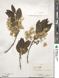 Chionanthus virginicus image