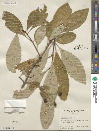 Chionanthus virginicus image