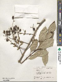 Chionanthus virginicus image