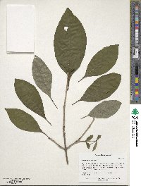 Chionanthus virginicus image