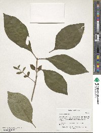 Chionanthus virginicus image