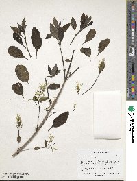 Chionanthus virginicus image