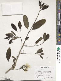 Chionanthus virginicus image