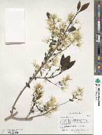 Chionanthus virginicus image