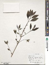 Chionanthus virginicus image