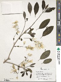 Chionanthus virginicus image