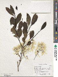 Chionanthus virginicus image