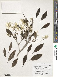 Chionanthus virginicus image