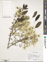 Chionanthus virginicus image