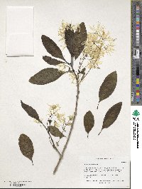 Chionanthus virginicus image