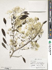 Chionanthus virginicus image