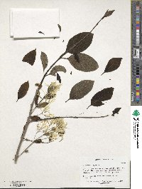 Chionanthus virginicus image