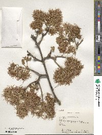 Image of Chionanthus pubescens